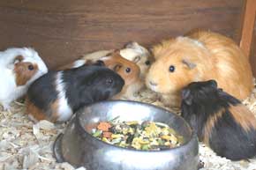 Guinea Pig Babies and Mother