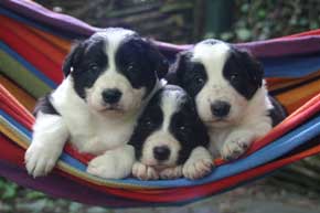 Border Collie Puppies in the Hammock