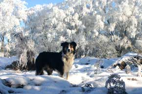 Border Collie in the Frost