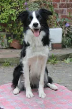 Photo of Ziva sitting on a rug outdoors