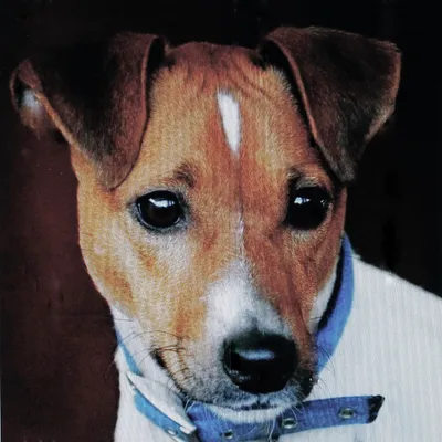 Close-up photo of a tan and white Jack Russell with a blue collar