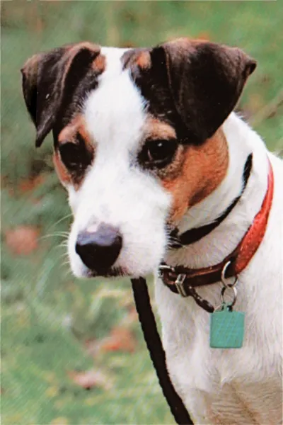Photo of a Jack Russell with a red collar
