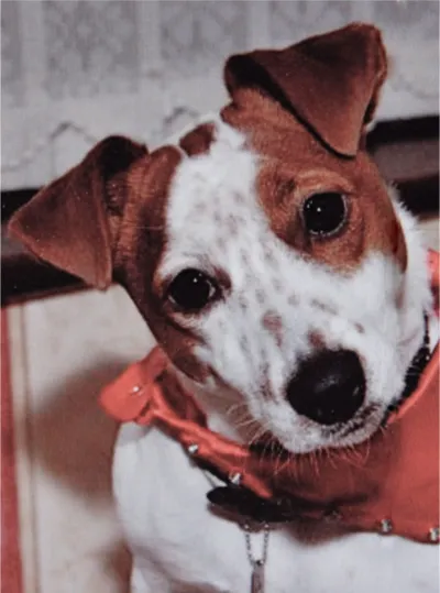 Photo of a Jack Russell wearing a red scarf