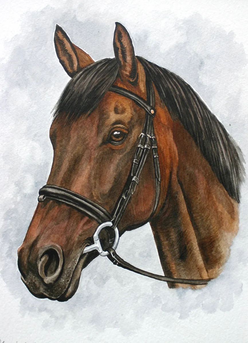Watercolour portrait of a bay horse in a bridle